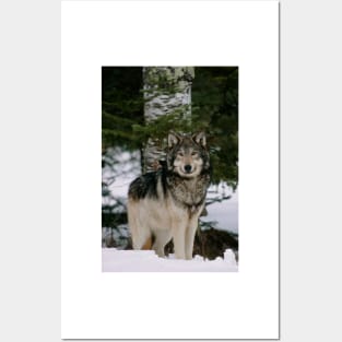 Grey wolf (Z932/0179) Posters and Art